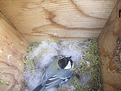 Great tit nesting in nest box