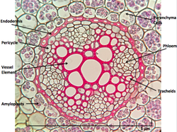 Ranunculus root cross section
