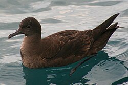 Up close, the chocolate-coloured plumage can be appreciated. Kaikōura, New Zealand.