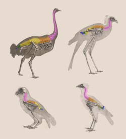 Collage of bird anatomical illustrations with the different vertebral sections color-coded across various species. The species included are as follows: Top row (left to right) Struthio camelus and Sagittarius serpentarius (formerly Gypogeranus serpentarius) Bottom row (left to right) Megascops choliba decussatus (formerly known as Strix decussata) and Falco rusticolus islandus (formerly Falco islandus). Sections of the vertebral column in anatomical bird diagrams Color Vertebral section Pink Cervical vertebrae Orange Thoracic/dorsal vertebrae Yellow Synsacrum Green Caudal vertebrae Blue Pygostyle