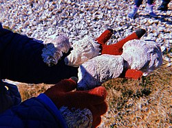 Collected Oyster Shells at Galveston Bay for restoration project by the Galveston Bay Foundation's Oyster Shell Recycling Program