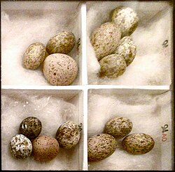Four clutches of reed warbler eggs, each containing one visibly larger cuckoo egg