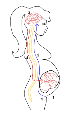 Positive feedback is the amplification of a body's response to a stimulus. For example, in childbirth, when the head of the fetus pushes up against the cervix (1) it stimulates a nerve impulse from the cervix to the brain (2). When the brain is notified, it signals the pituitary gland to release a hormone called oxytocin(3). Oxytocin is then carried via the bloodstream to the uterus (4), causing contractions, pushing the fetus towards the cervix, eventually inducing childbirth.