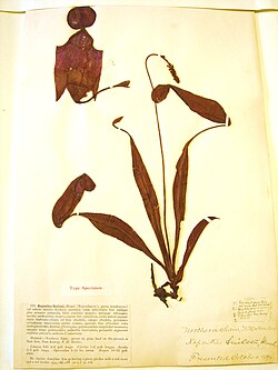 Type specimen for Nepenthes smilesii, a tropical pitcher plant