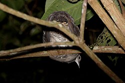 Great tinamou roosting