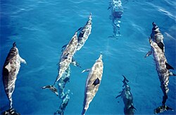 Spinner dolphins