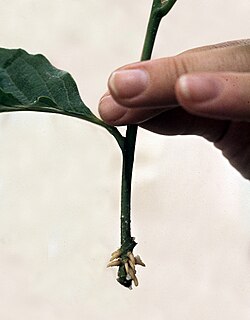 A magnolia stem cutting has been coaxed to form new roots, and is now a complete plant.
