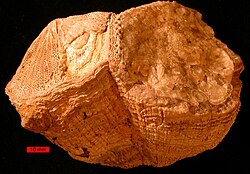 A rudist, the dominant reef-building organism of the Cretaceous