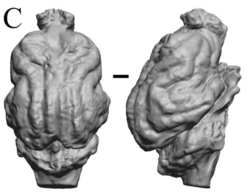 Digital endocast of the cranial cavity of S. fatalis (LACMHC 2001-199).