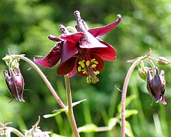 Photograph of flowers of Aquilegia atrata