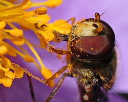 Marmalade hoverfly, pollen on its face and legs, sitting on a rockrose.