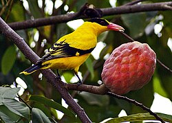 Male O. c. maculatus (Selangor, Malaysia)