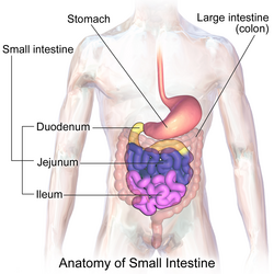 Illustration of small intestine