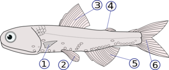 Fins used for locomotion: (1) pectoral fins (paired), (2) pelvic fins (paired), (3) dorsal fin, (4) adipose fin, (5) anal fin, (6) caudal (tail) fin