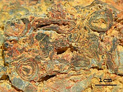 Paleoproterozoic oncoids from the Franceville Basin, Gabon, Central Africa. Oncoids are unfixed stromatolites ranging in size from a few millimeters to a few centimeters