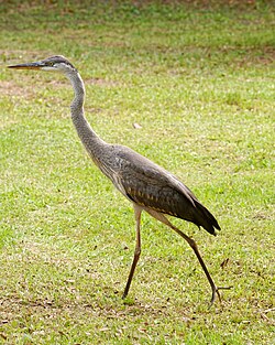 Juvenile, in Georgia