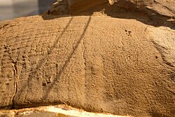 An Edmontosaurus specimen's skin impressions found in 1999