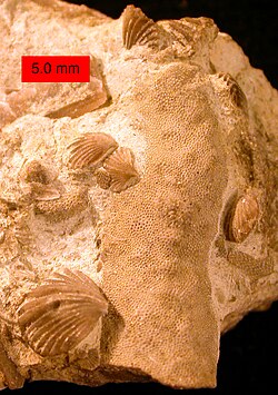 Atrypid brachiopods (Zygospira modesta) preserved in their original positions on a trepostome bryozoan; Cincinnatian (Upper Ordovician) of southeastern Indiana.