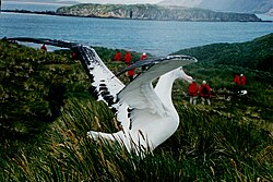 A wandering albatross (Diomedea exulans) on South Georgia