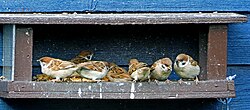 A very social bird, no problem sharing a bird feeder
