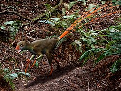 Epidexipteryx