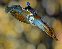 The Caribbean reef squid (Sepioteuthis sepioidea) employs a complex array of colour changes during courtship and social interactions.