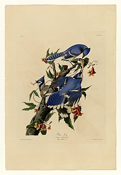 John James Audubon drawing circa 1830s