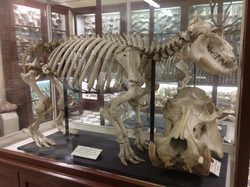 Hippopotamus skeleton at Għar Dalam