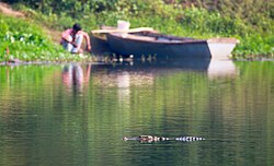 An example of humans and mugger crocodiles in the same environment