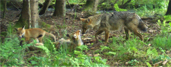 Female red fox and kits interacting with a male golden jackal in south-western Germany