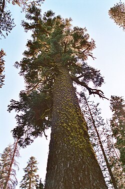 A. magnifica, California
