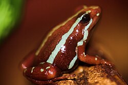The skin of the phantasmal poison frog contains epibatidine