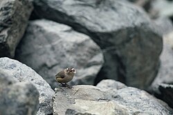 Rock wren in its preferred habitat