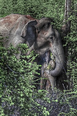 Elephants are an example of a mammalian folivore.