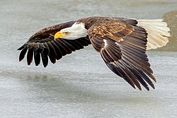 Bald eagle in flight