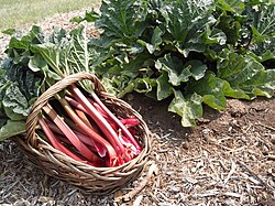 Harvested rhubarb petioles with leaf blades attached