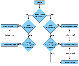 Flowchart to determine if a species is autotroph, heterotroph, or a subtype