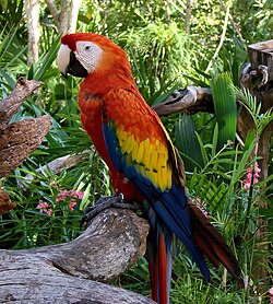 The scarlet macaw was named Psittacus macao in 1758.