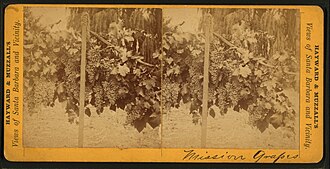DNA evidence suggest that the Mission grape (seen here in a late 19th-century photo growing in California) is one of the parents of Torrontés.