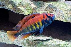 Cichlids such as Haplochromis nyererei diversified by sympatric speciation in the Rift Valley lakes.