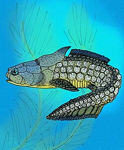 Palaeacanthaspis