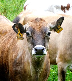 Ear postures of cows indicate emotional state and overall welfare.[50]