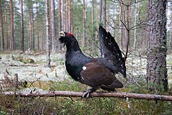 Capercaillies inhabit much of the Siberian taiga.