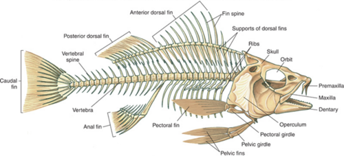 Skeletal anatomy of Tilapia[3]