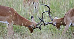 Male impalas fighting during the rut