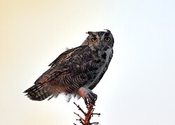 A great horned owl perched on the top of a Joshua tree at evening (twilight) in the Mojave Desert, U.S.