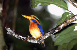 The rufous-collared kingfisher is categorised as near-threatened due to the rapid loss of its rainforest habitat.