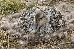 A female common eider sits on her nest, surrounded by down feathers.