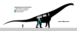 Comparative size of Argentinosaurus to the average human
