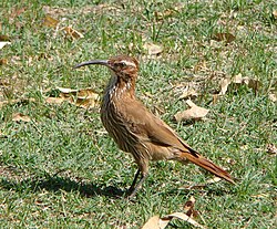 The scimitar-billed woodcreeper is unusual for the subfamily in living in open woodlands, and in being predominately a ground forager.